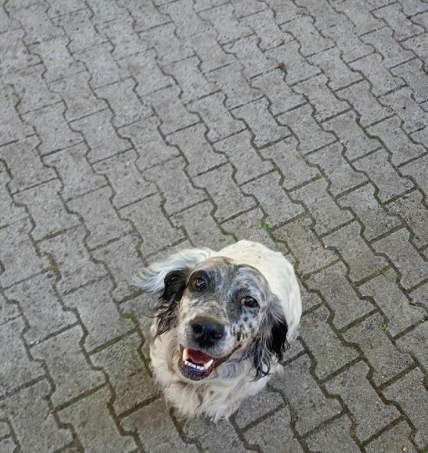 🌟🌟Spillo , Splendido Setter Inglese Lo Vuoi Rendere Felice ? 🐶